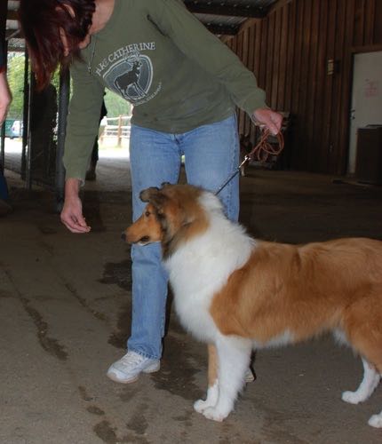 Ginger20091108HoneytreeDarkGingerDogShow11 - 2009-11-08 at 12-53-15_g8it27.jpg